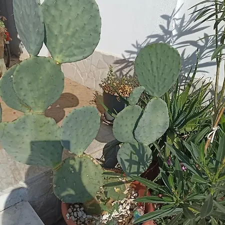 Fichi D India Apartamento *