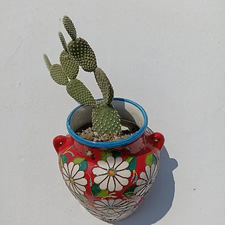 Daire Fichi D India *