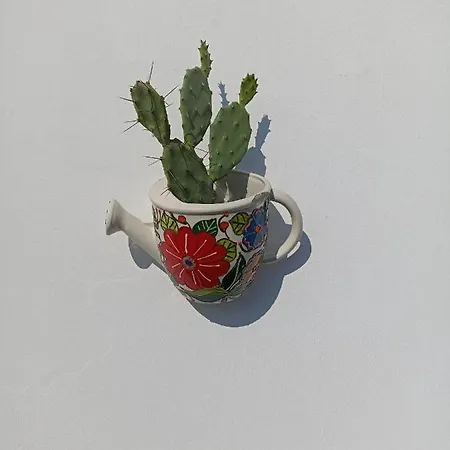 Fichi D India Cellino San Marco